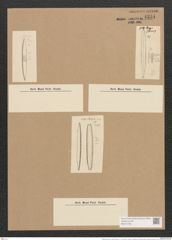 Nitzschia vitrea var. recta (Hantzsch.) V. H. (de-Toni-Nr.: Genus 47, Species 2112) Zeichnungen Sammlung Grunow Nr. 4231 (NHMW-BOT-W0372189)